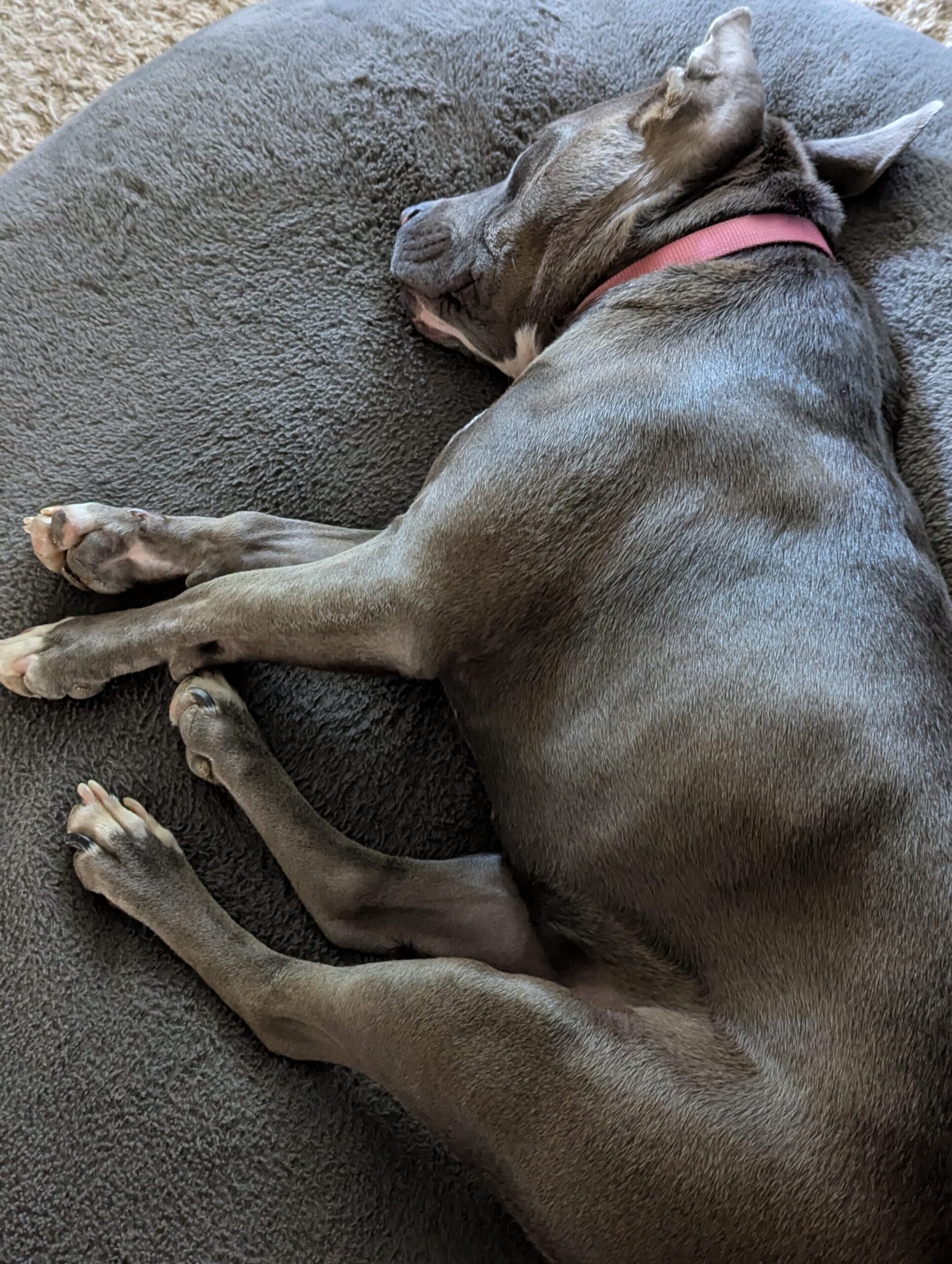 Horror author Michael J. Riser's little grey pittie dog, sleeping peacefully on a big grey bed. She has a pink collar and looks as peaceful as any living creature you've ever seen.